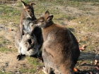 Känguru Familie